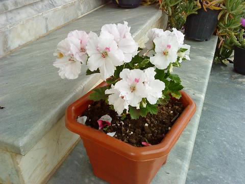 تصویر پرسش و پاسخ گیاه