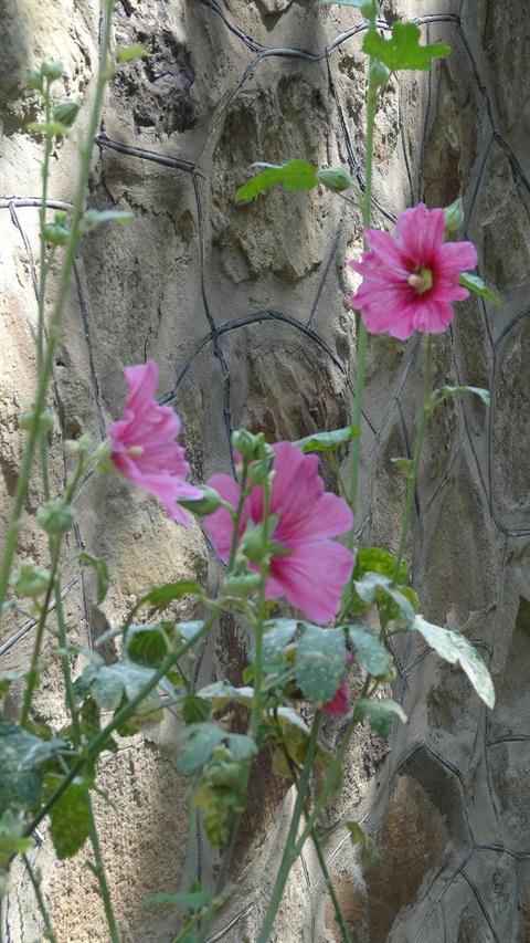 تصویر پرسش و پاسخ گیاه