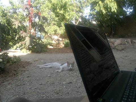 تصویر پرسش و پاسخ گیاه