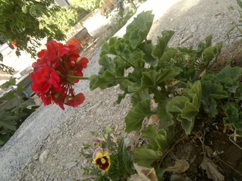 تصویر پرسش و پاسخ گیاه