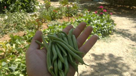 تصویر پرسش و پاسخ گیاه