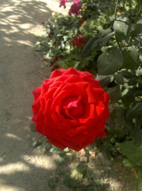 تصویر پرسش و پاسخ گیاه