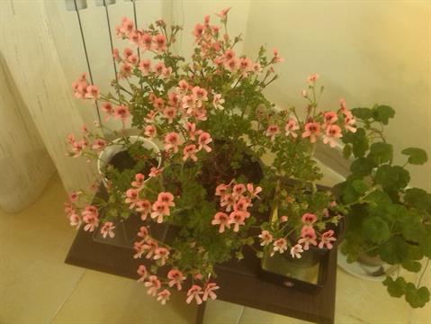 تصویر پرسش و پاسخ گیاه