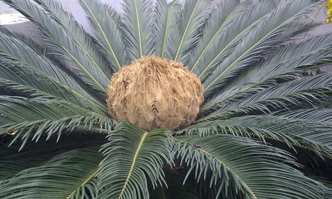 تصویر پرسش و پاسخ گیاه
