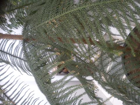 تصویر پرسش و پاسخ گیاه