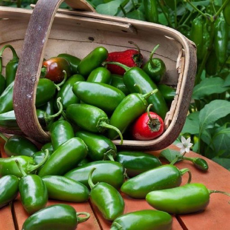 بذر فلفل همدانی ( درجه یک ایرانی )