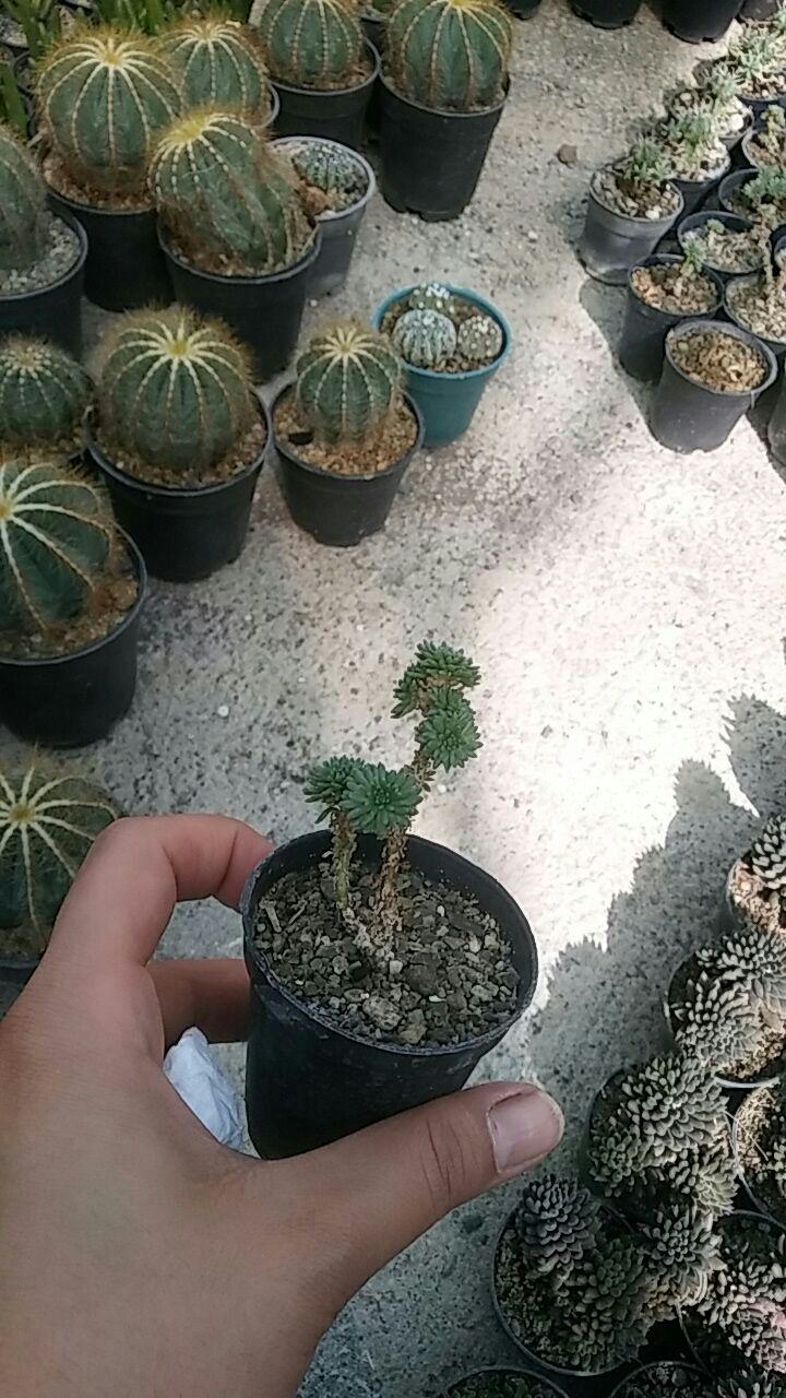 کاج مینیاتوری سایز 6  