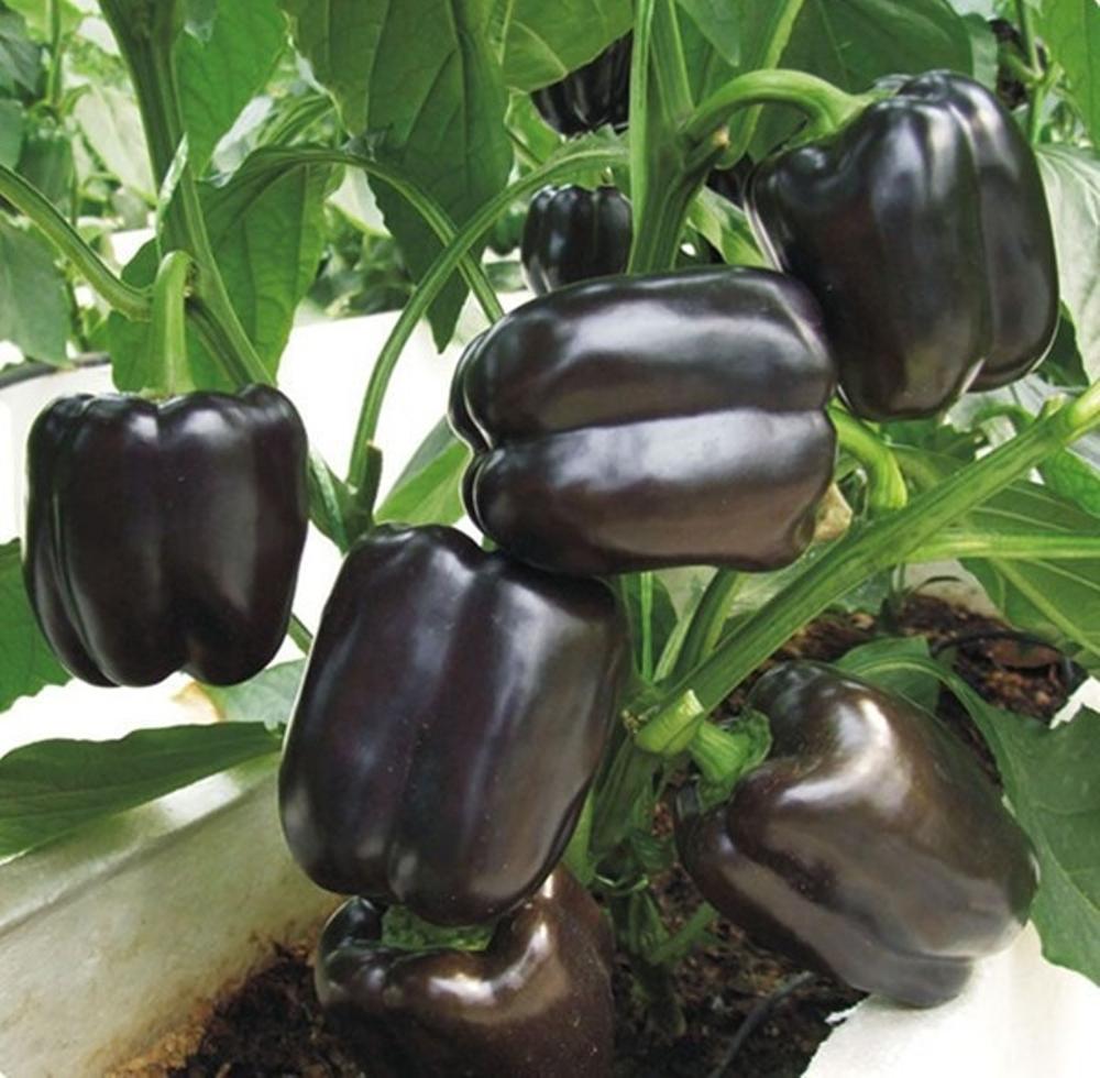 بذر فلفل دلمه ای مشکی