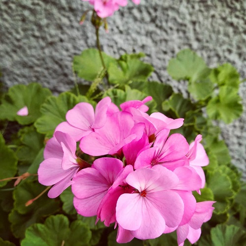 بذر شمعدانی صورتی