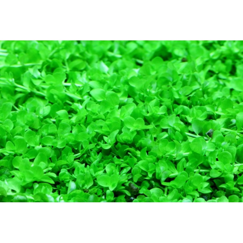 بذر چمن مونت ‌کارلو