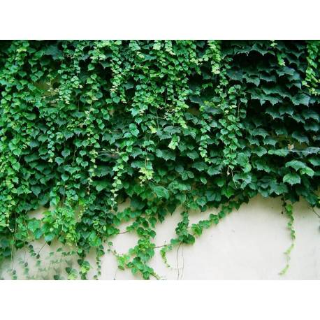 بذر گیاه خزنده موچسب زینتی (پیچک بوستون)