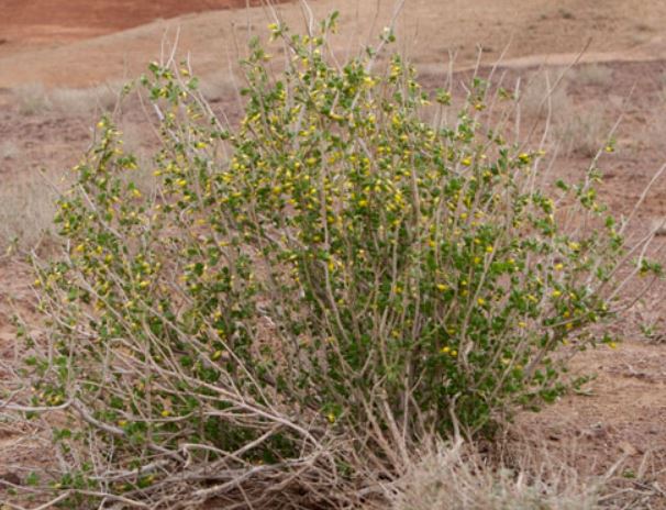 نهال تاغ - درختچه بیابان زدایی 