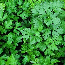 جعفری خشک (بسته بندی 100 گرمی)