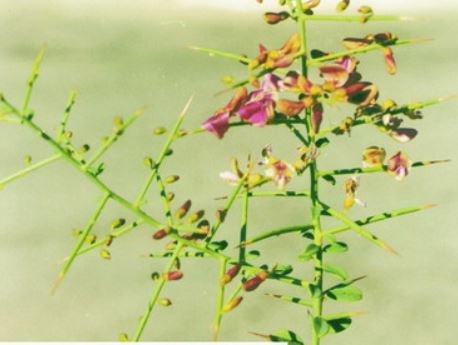 برگ خارشتر (بسته بندی 120 گرمی)