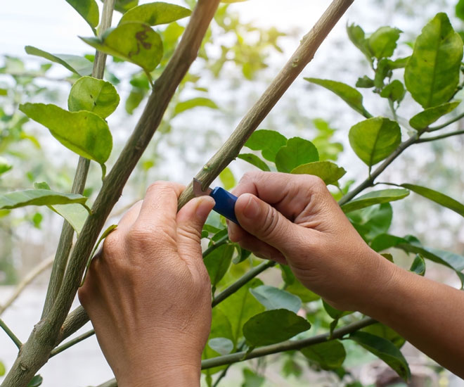 خدمات پیوند و احیای درختان