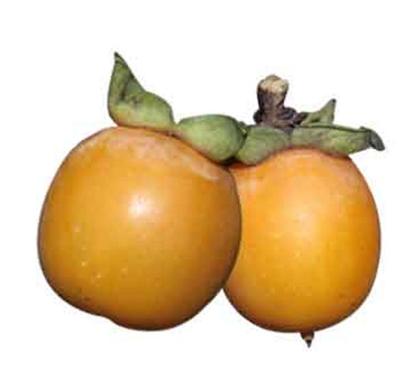 نهال خرمندی (کلهو)