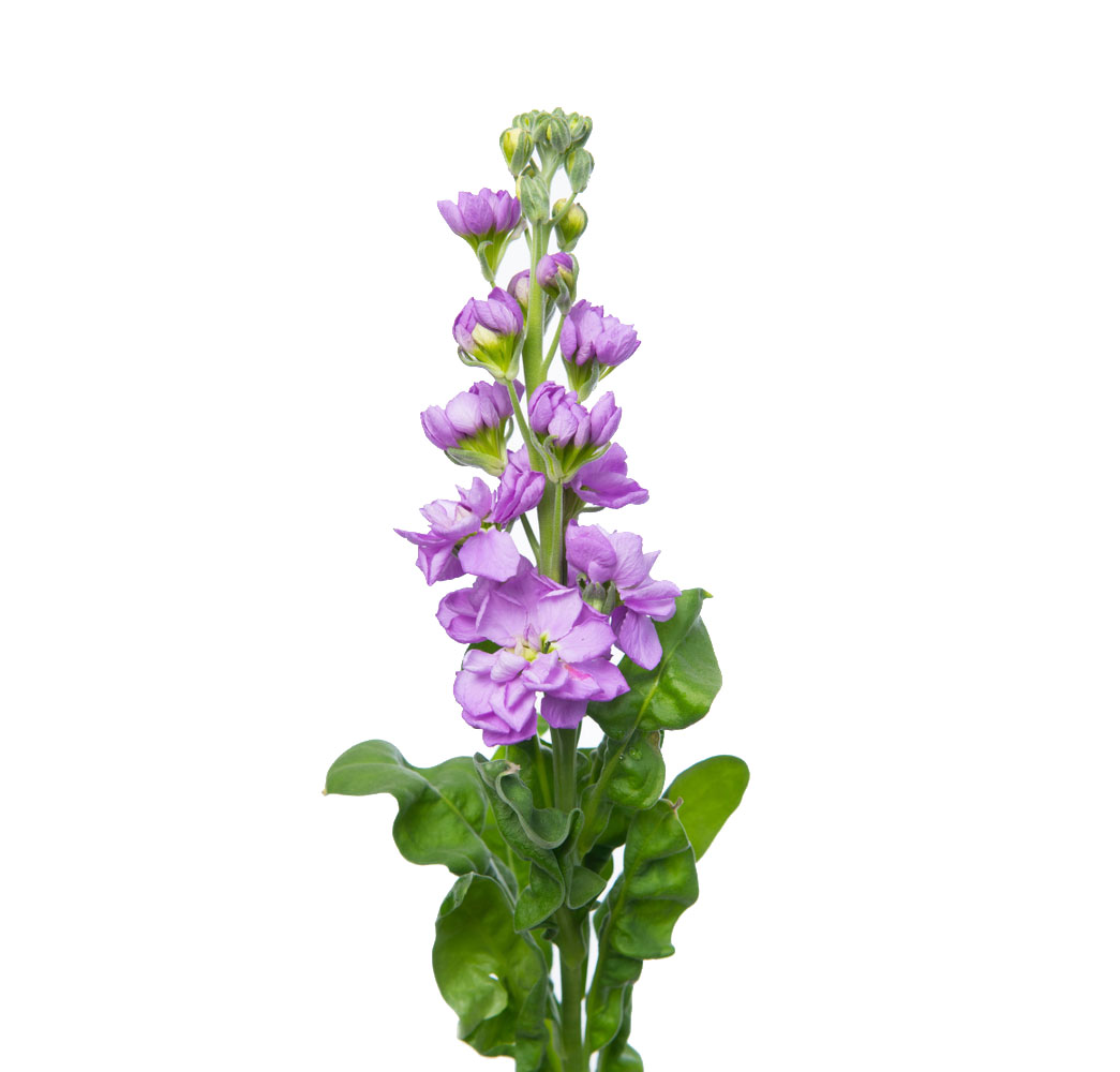 شاخه گل شب بو