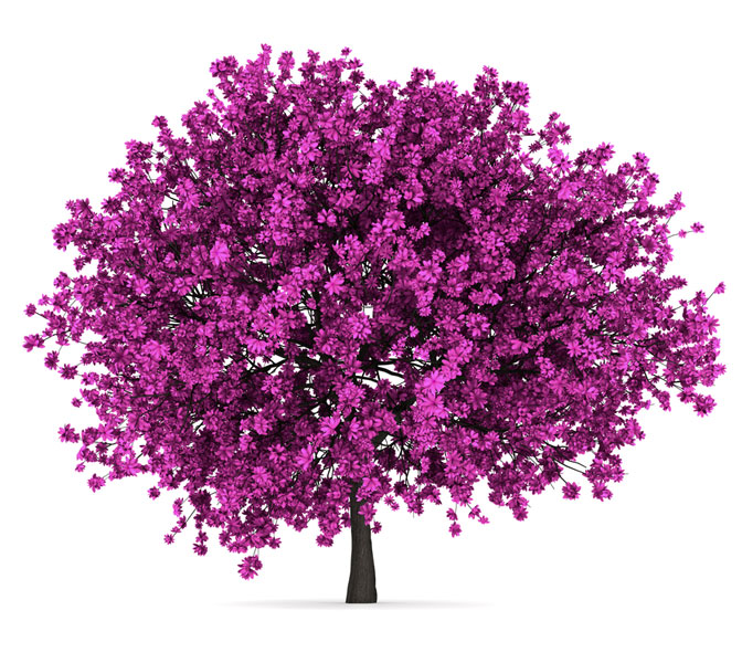 نهال درخت ارغوان