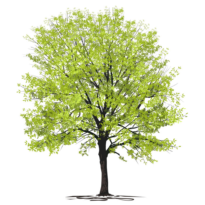 نهال زبان گنجشک 