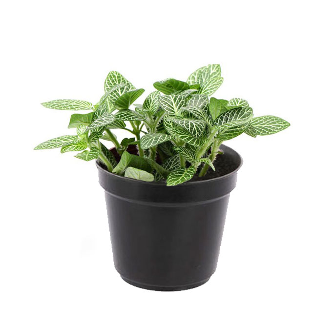 فیتونیا سبز