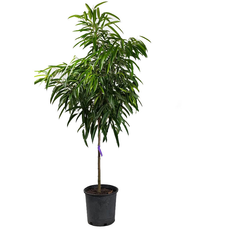 بنجامین آمستل