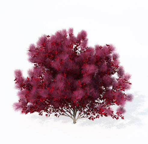 درخت پر Cotinus coggygria