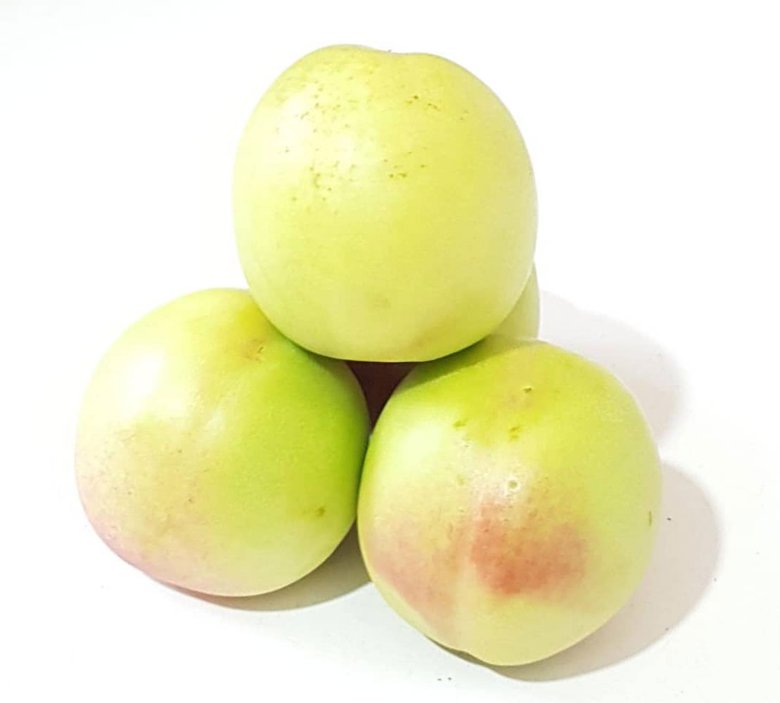 نهال شلیل شمس