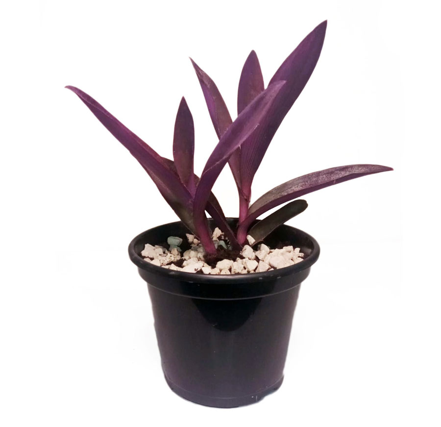 برگ بیدی بنفش