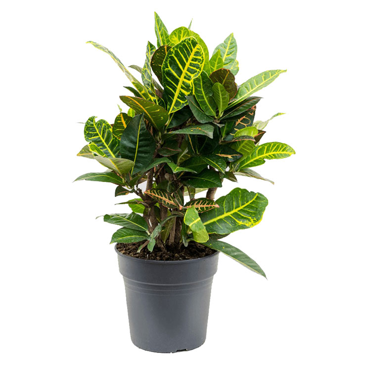 کروتون گورخری