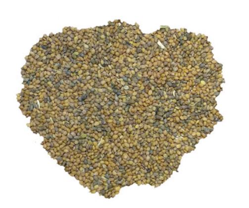 تخم منداب (بسته بندی 100 گرمی)