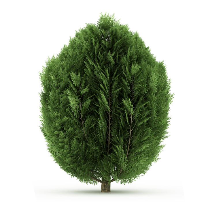 نهال سرو لاوسون 