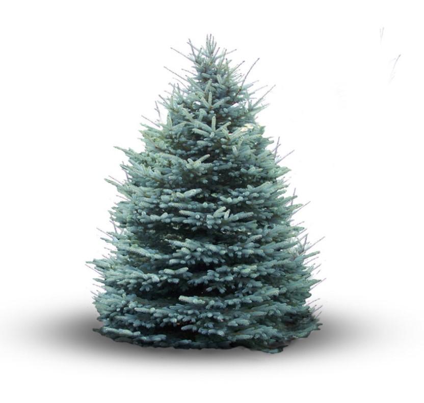 درخت کریسمس (کاج نوئل آبی)