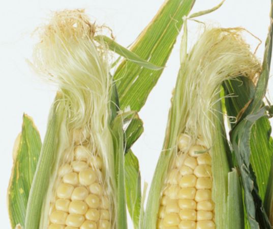 کاکل ذرت (بسته بندی 75 گرمی)