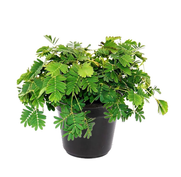 گل قهر گلدانی