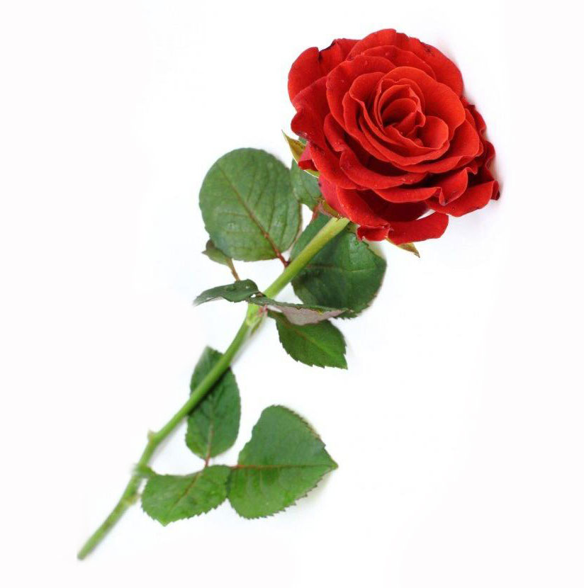 شاخه گل رز ایرانی