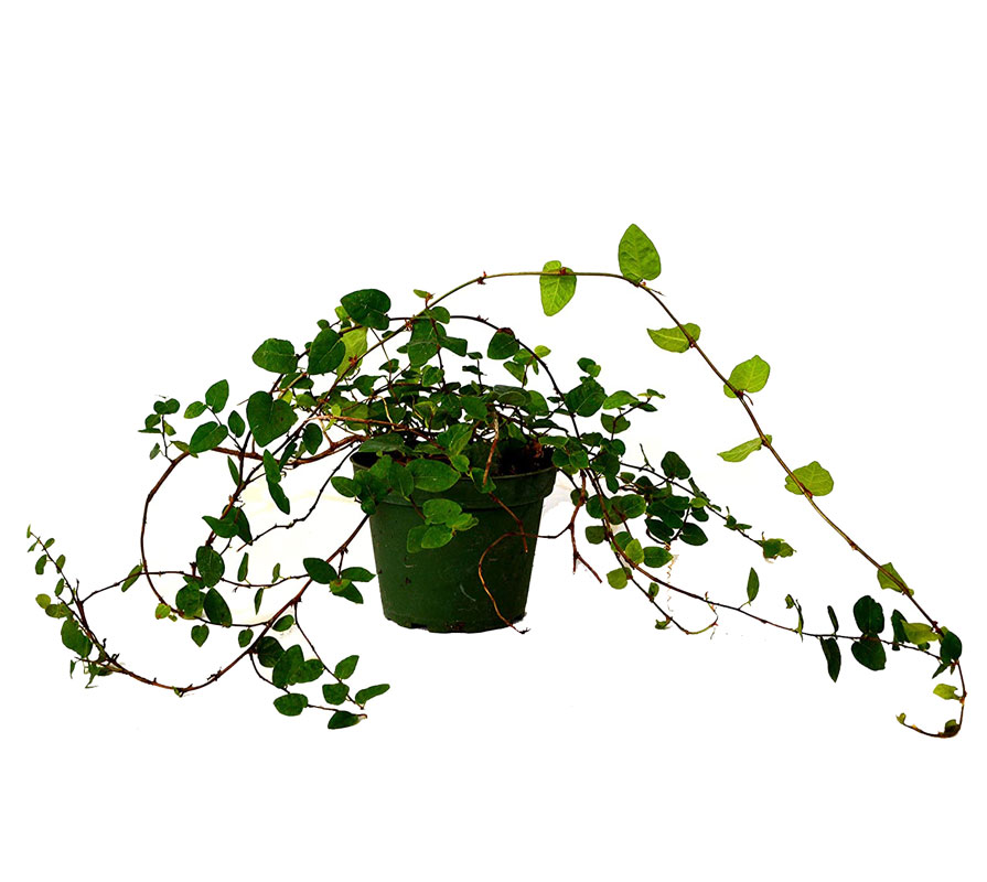 انجیر چسب کوچک