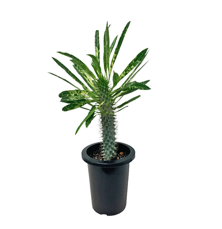 نخل ماداگاسکار