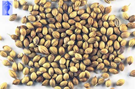 تخم گشنیز (بسته بندی 100 گرمی)