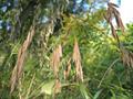 Bromus pubescens