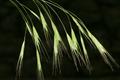 Bromus pubescens
