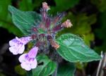 آکینوس معطر - Acinos graveolens