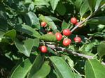 میوه کره بادام‌زمینی - Bunchosia glandulosa