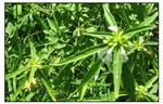 لوکاس - Leucas linifolia