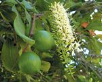 ماکادمیا - Macadamia integrifolia