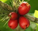 مامِیا - Mammea silvestre