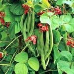 لوبیا قرمز رونده - Phaseolus coccineus