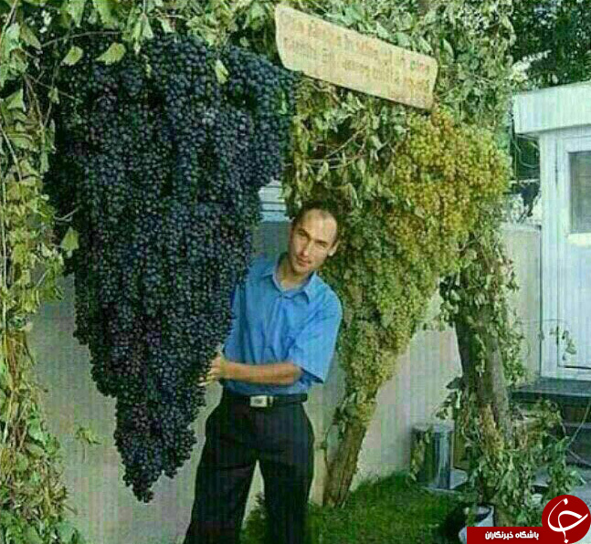 بزرگترین خوشه انگور دنیا + عکس
