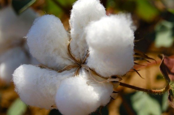 ساخت کربن فعال از الیاف پنبه ضایعاتی