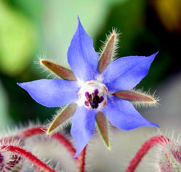 خواص دارویی گل گاوزبان