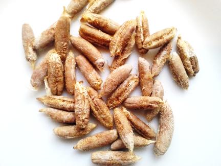 معجزه درمانی هسته خرما